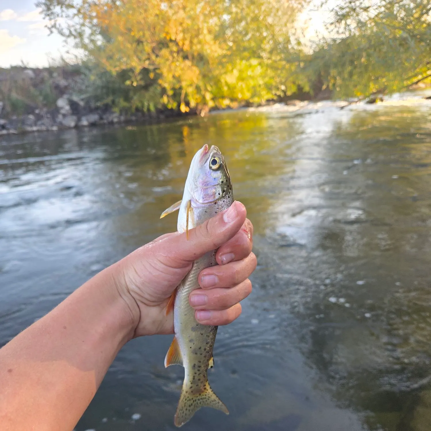 Rainbow trout caught on Fishbrain