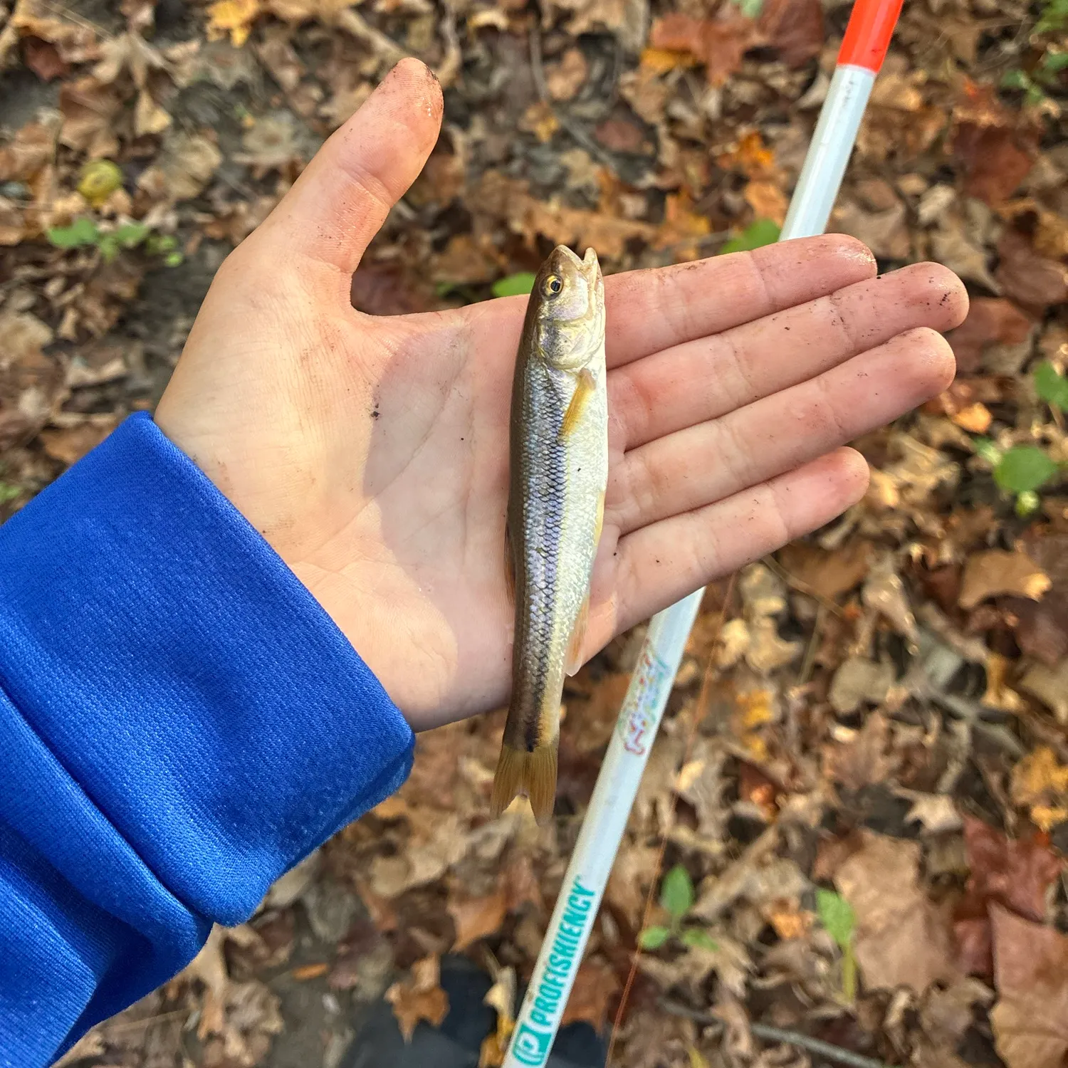 Creek chub caught on Fishbrain