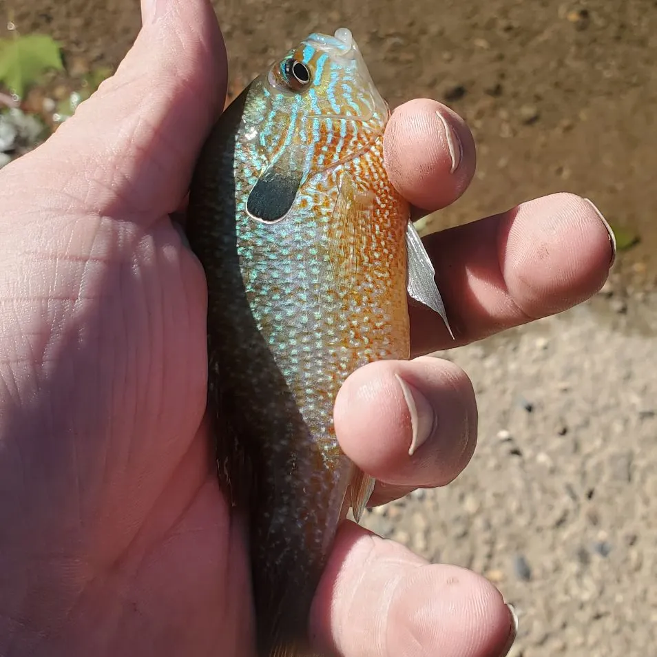 Longear sunfish caught on Fishbrain