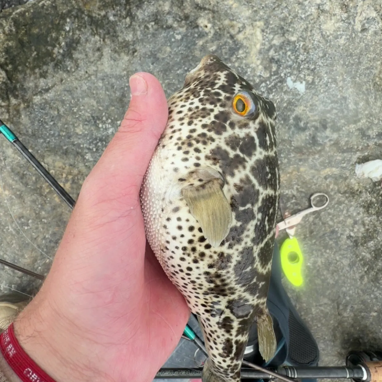 The most recent Checkered puffer catches on Fishbrain