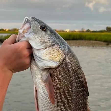 Red drum caught on Fishbrain