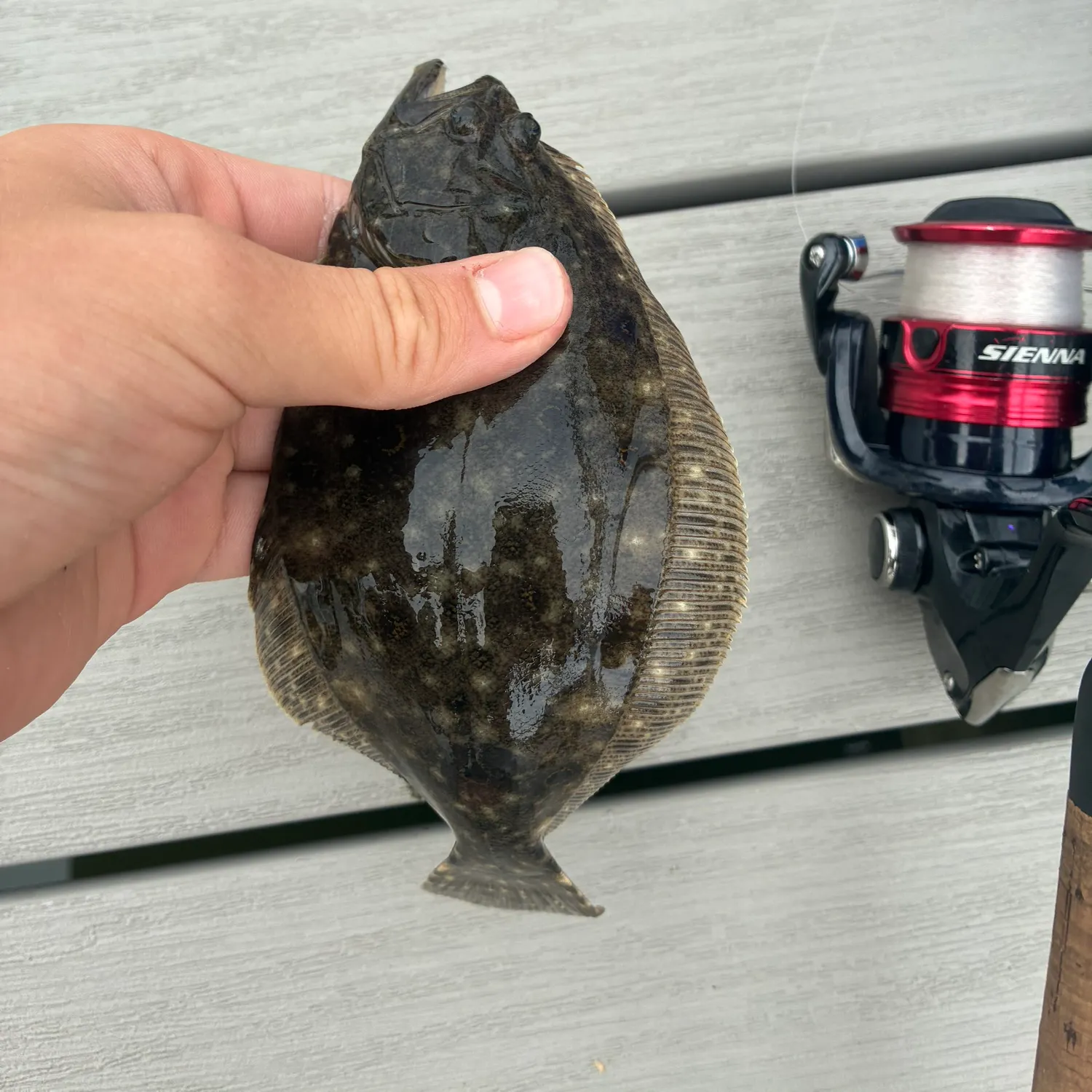 Summer flounder caught on Fishbrain