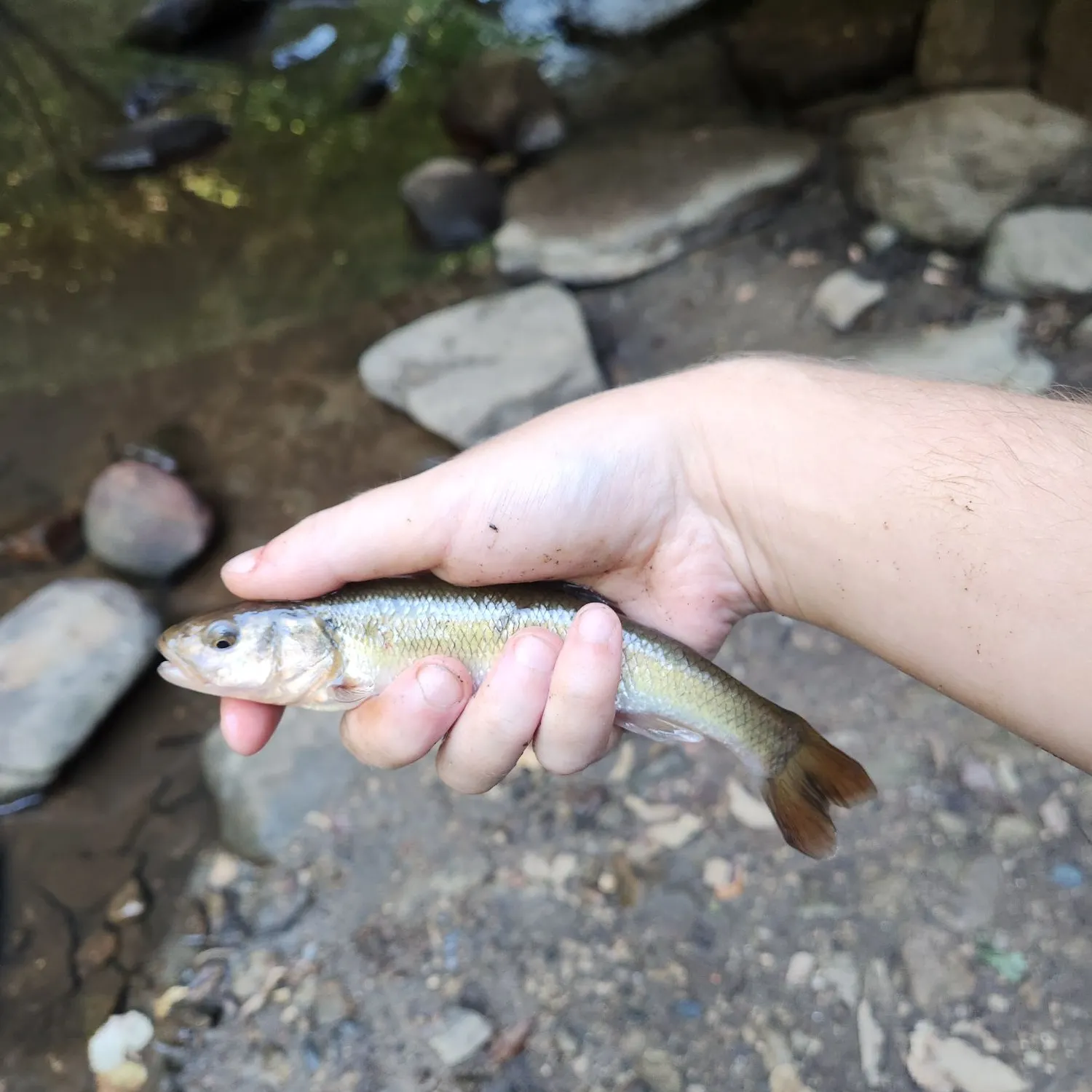 Creek chub caught on Fishbrain