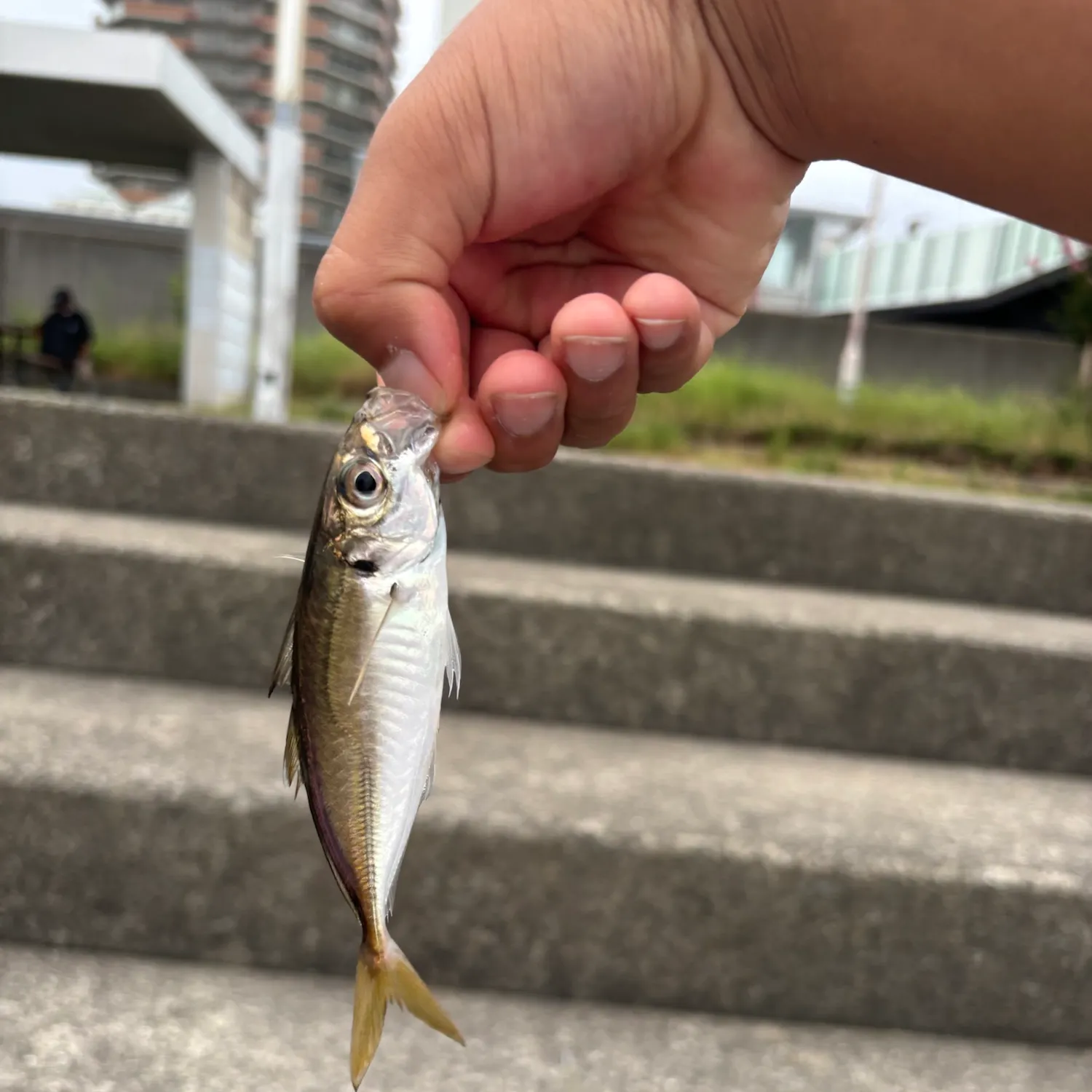 The most recent Pacific jack mackerel catches on Fishbrain
