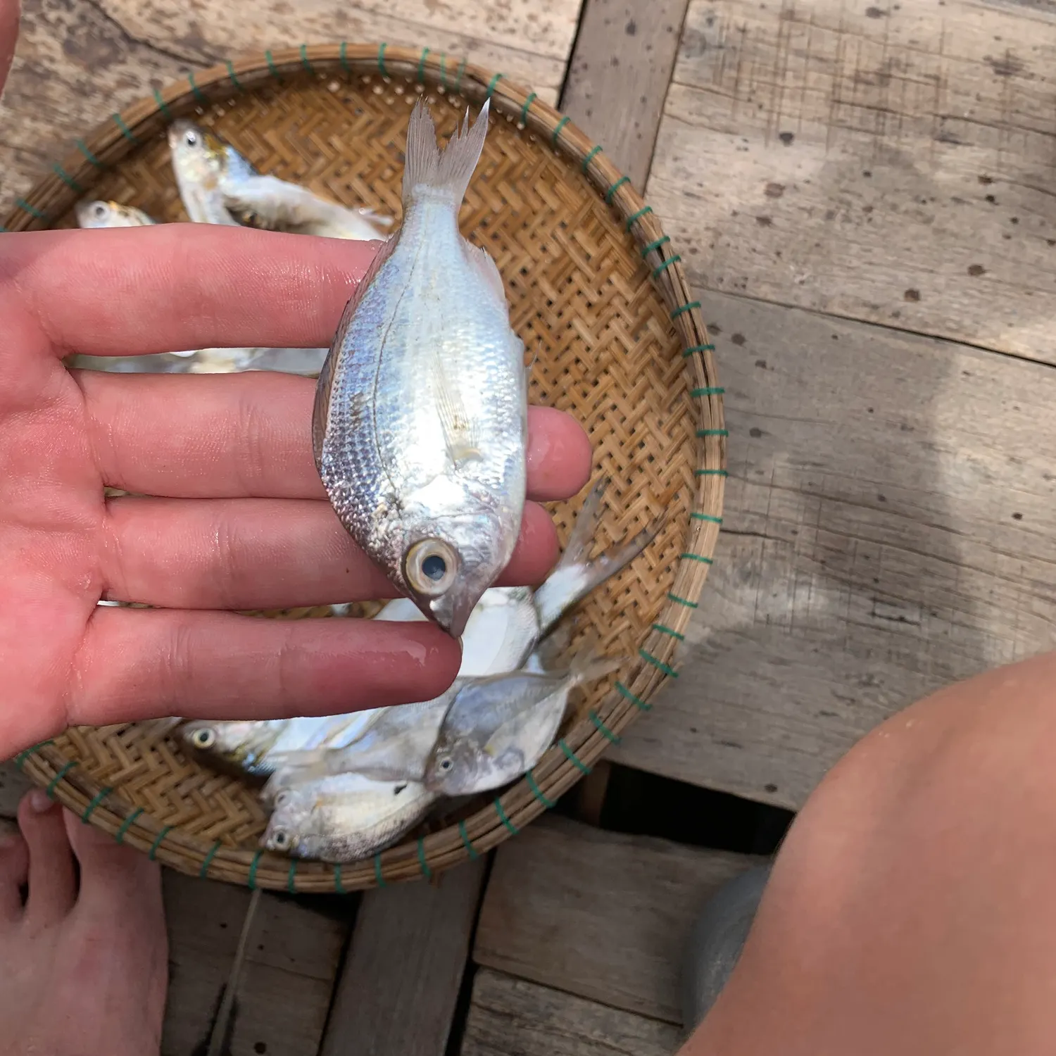 The most recent Decorated ponyfish catches on Fishbrain