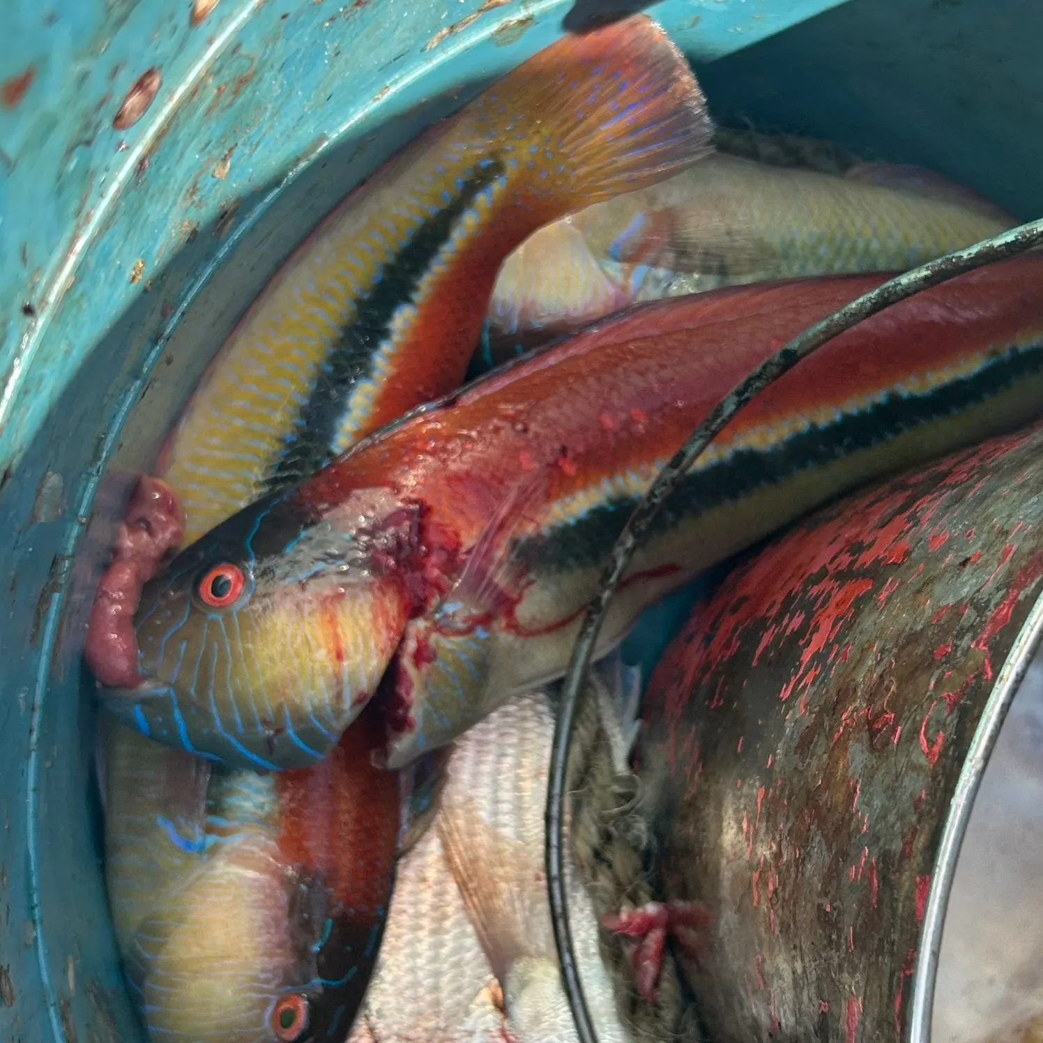The most recent Maori wrasse catches on Fishbrain