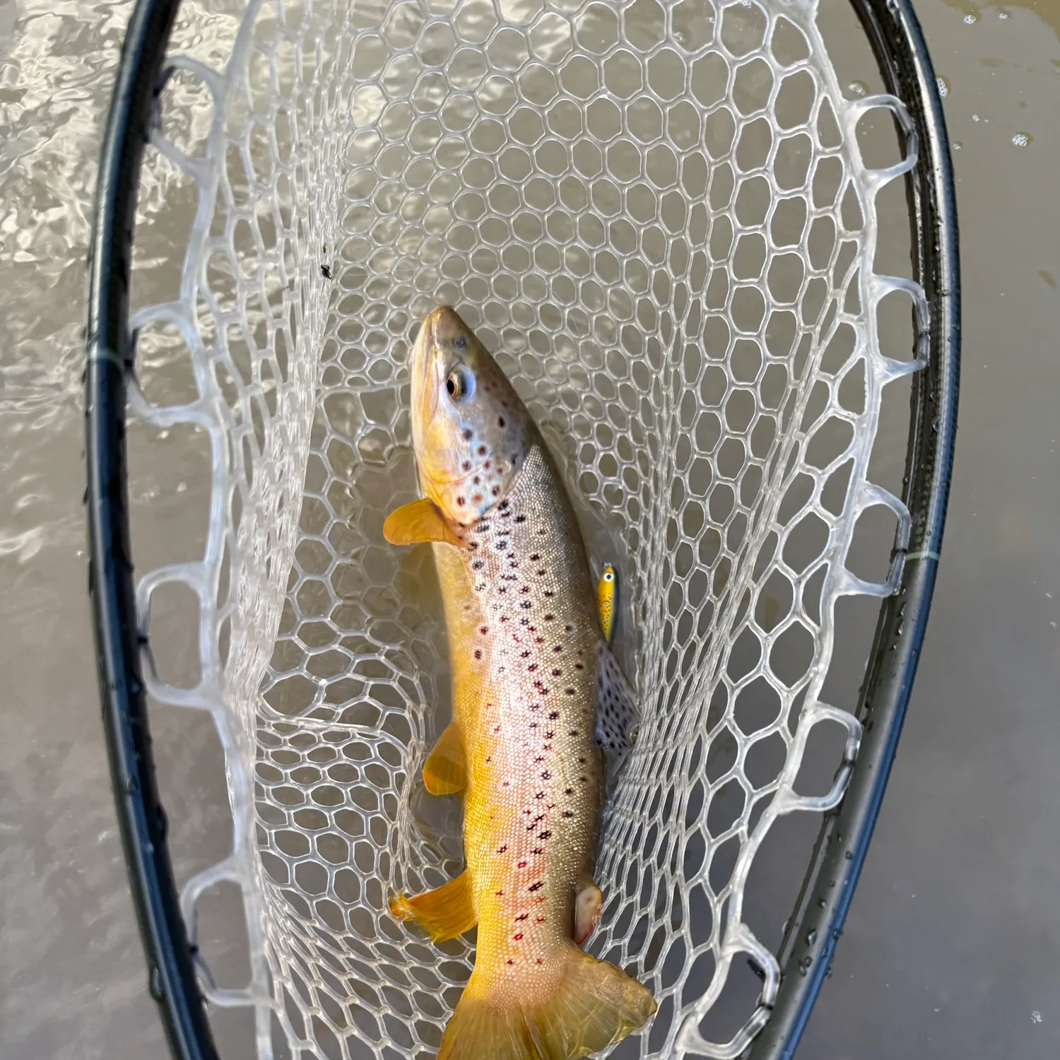 Brown trout caught on Fishbrain