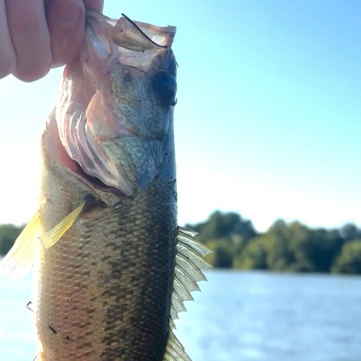 Largemouth bass caught on Fishbrain