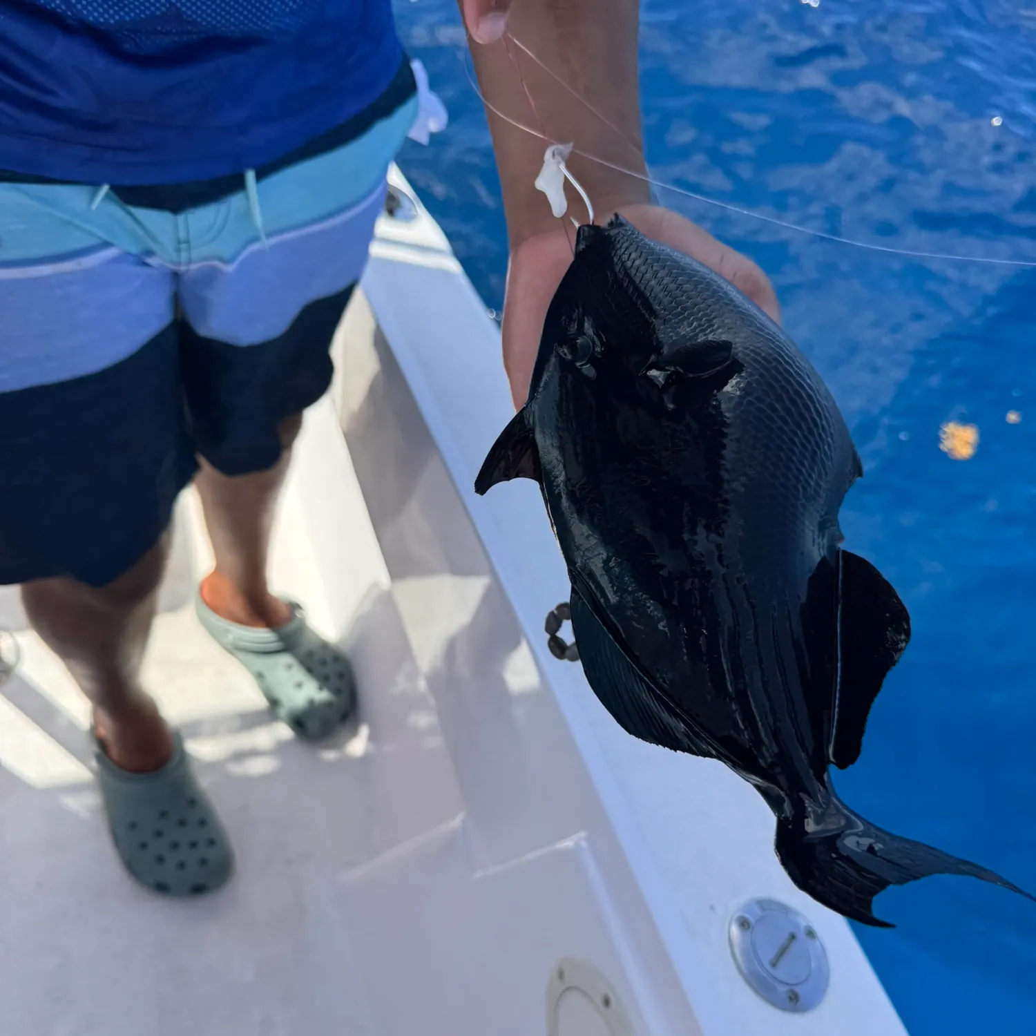 The most recent Black triggerfish catches on Fishbrain