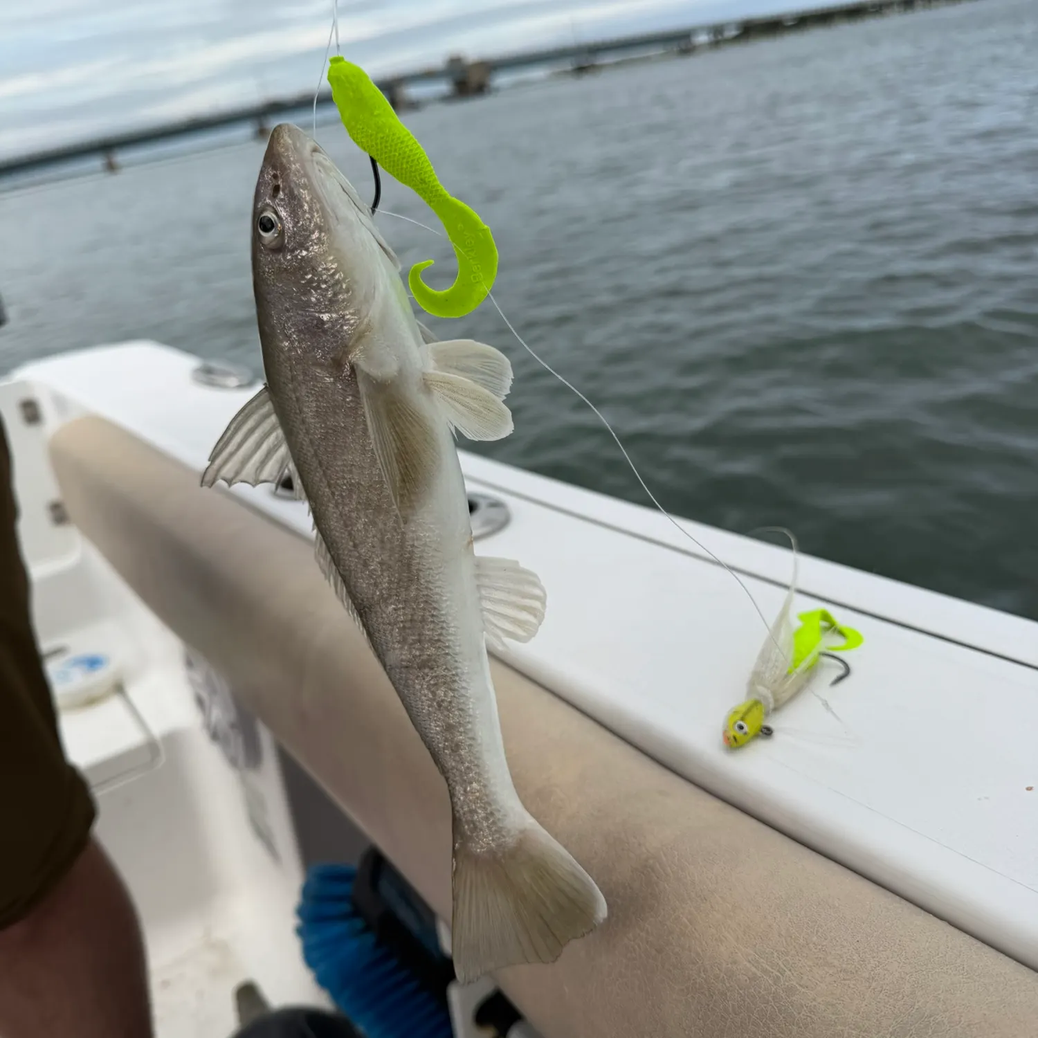 Gray weakfish caught on Fishbrain