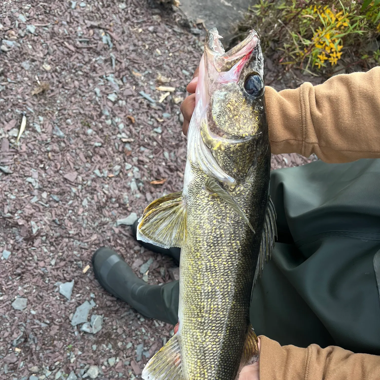 The most recent Saugeye catches on Fishbrain