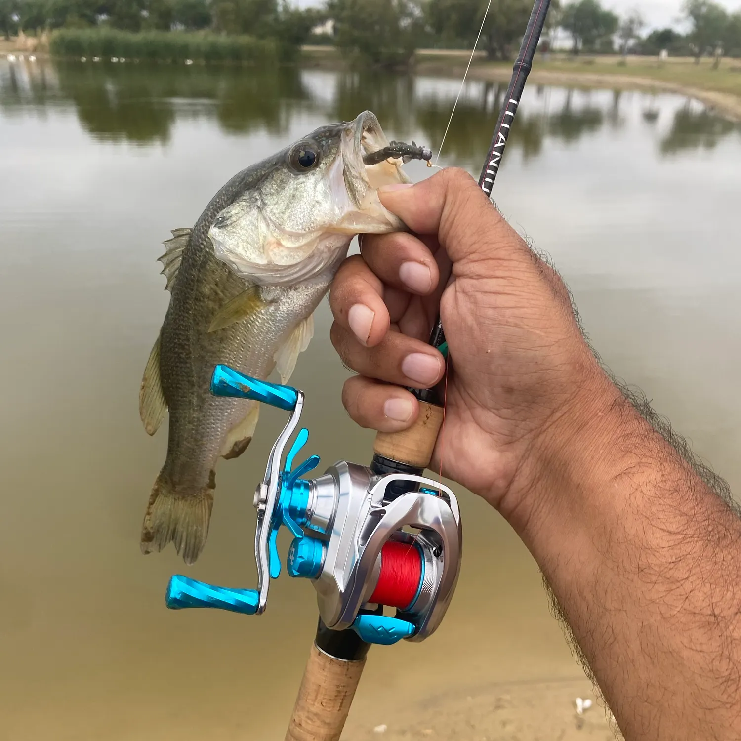 Largemouth bass caught on Fishbrain