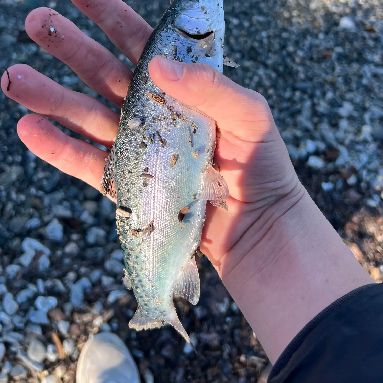 Rainbow trout caught on Fishbrain