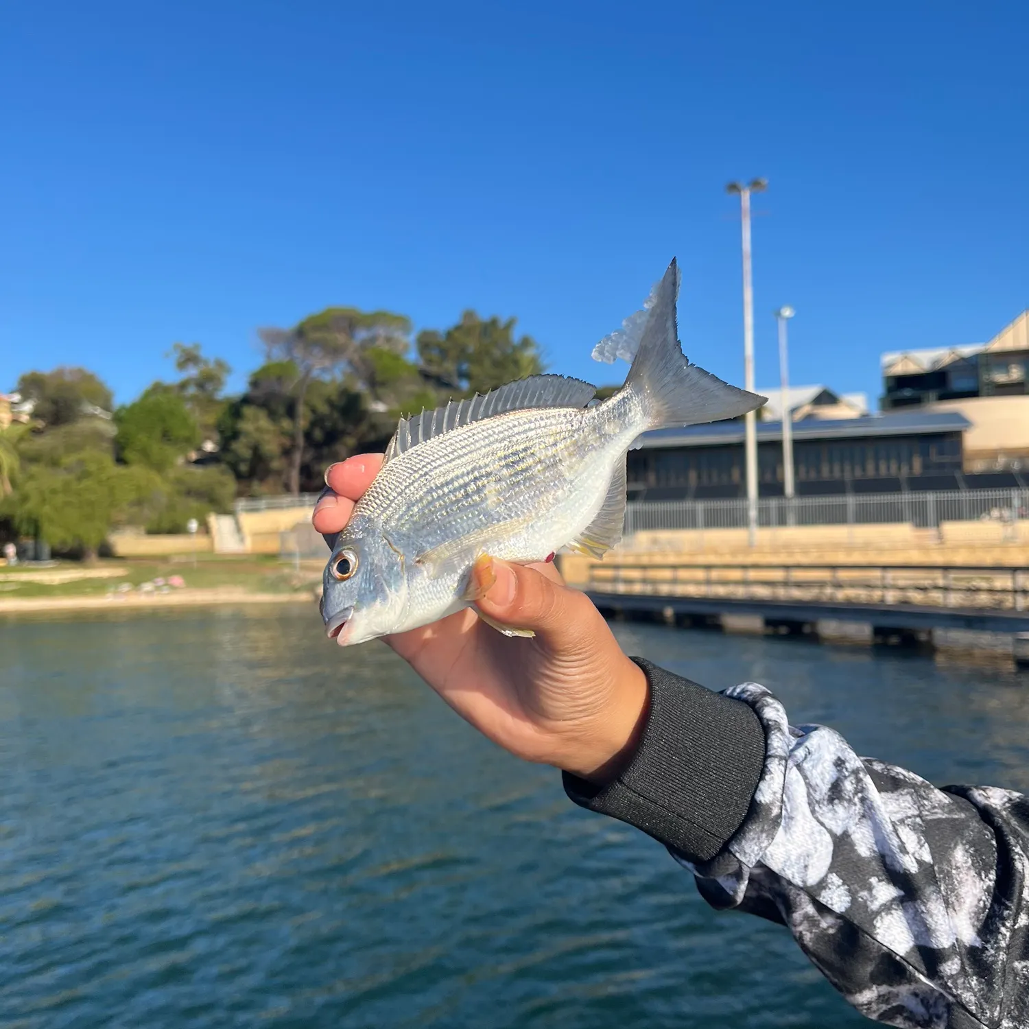 The most recent Goldlined seabream catches on Fishbrain