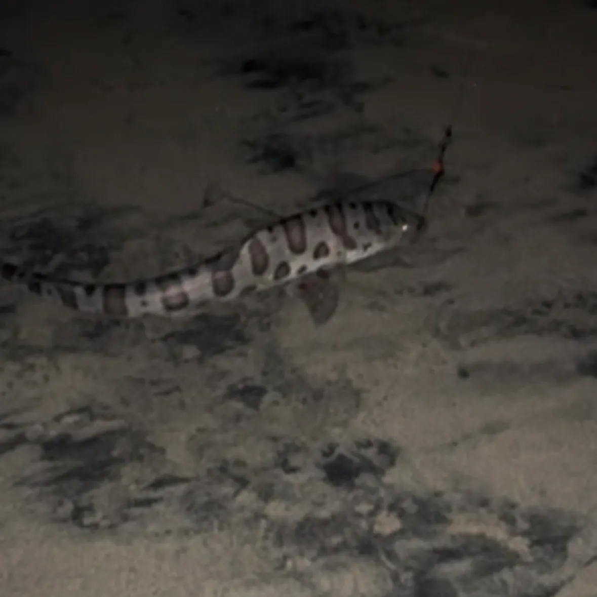 The most recent Leopard shark catches on Fishbrain