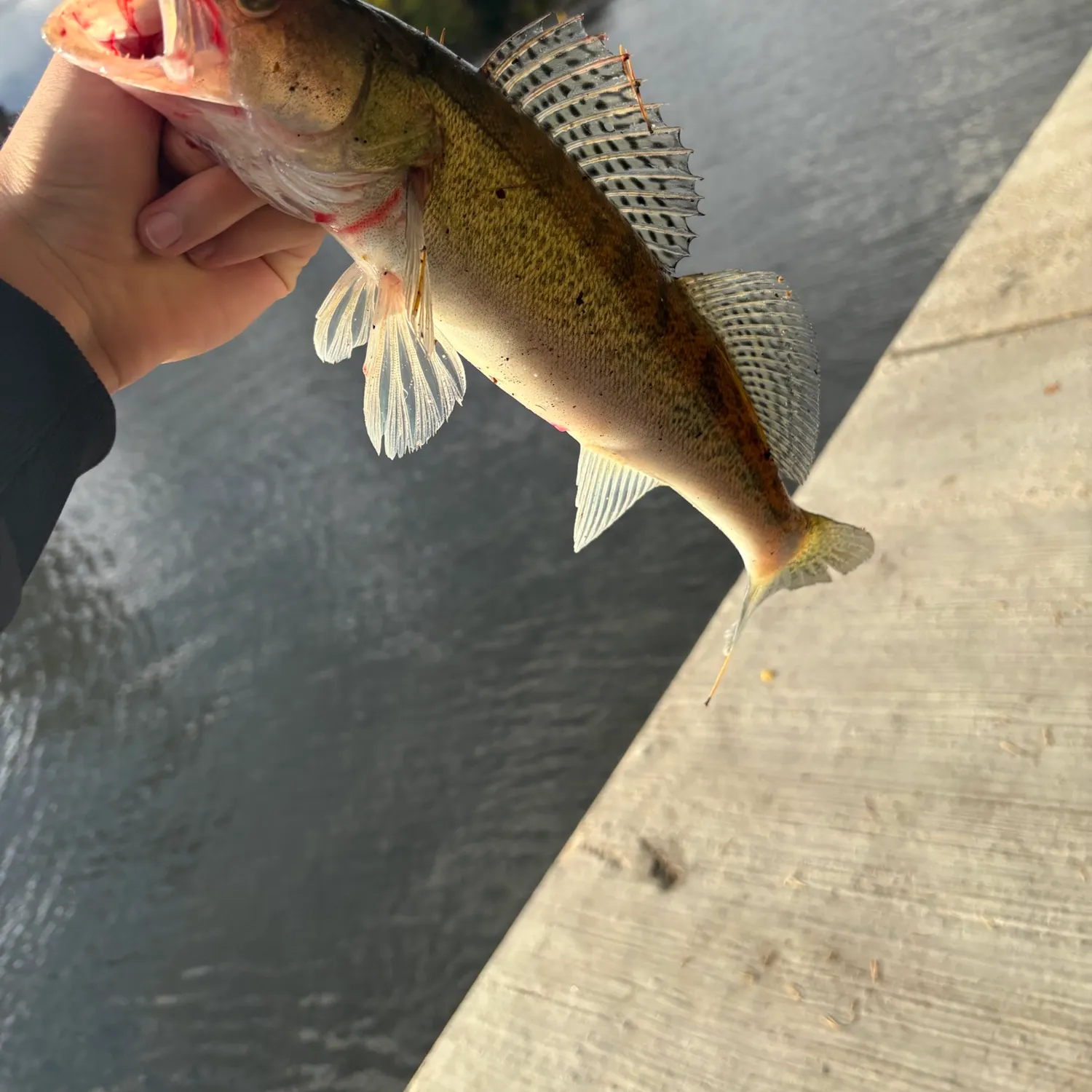 Zander caught on Fishbrain