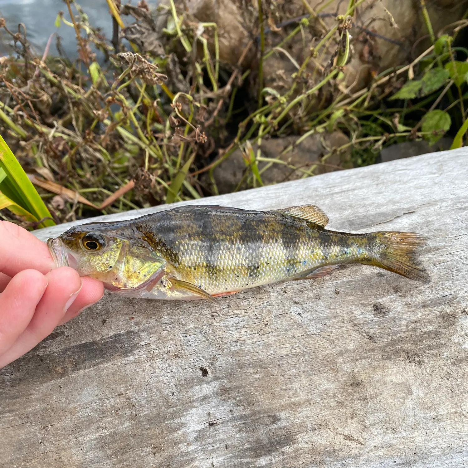 Yellow perch caught on Fishbrain