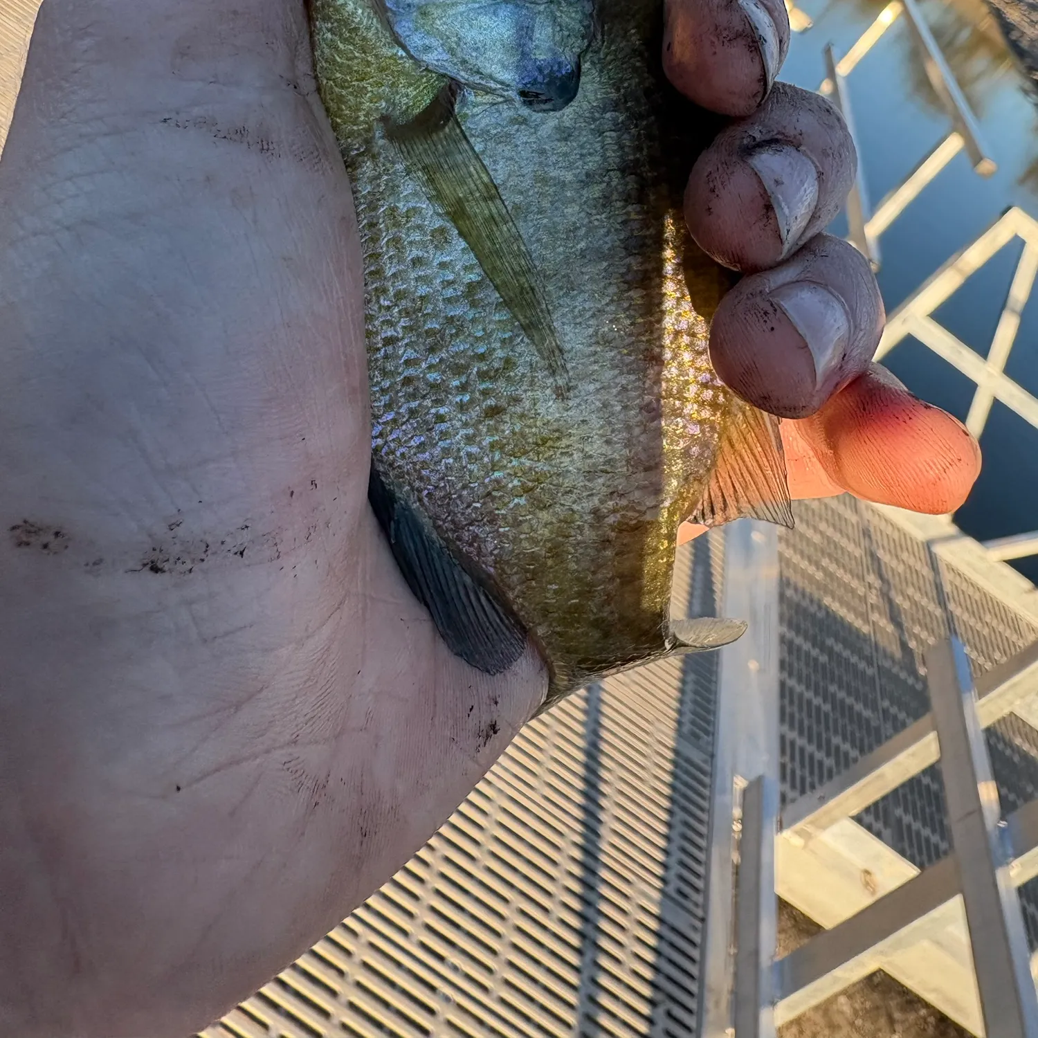 Bluegill caught on Fishbrain