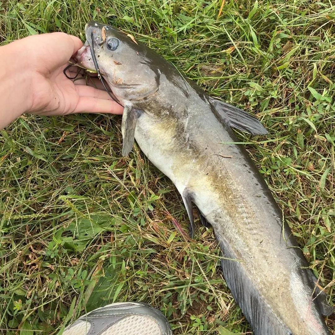 Channel catfish caught on Fishbrain