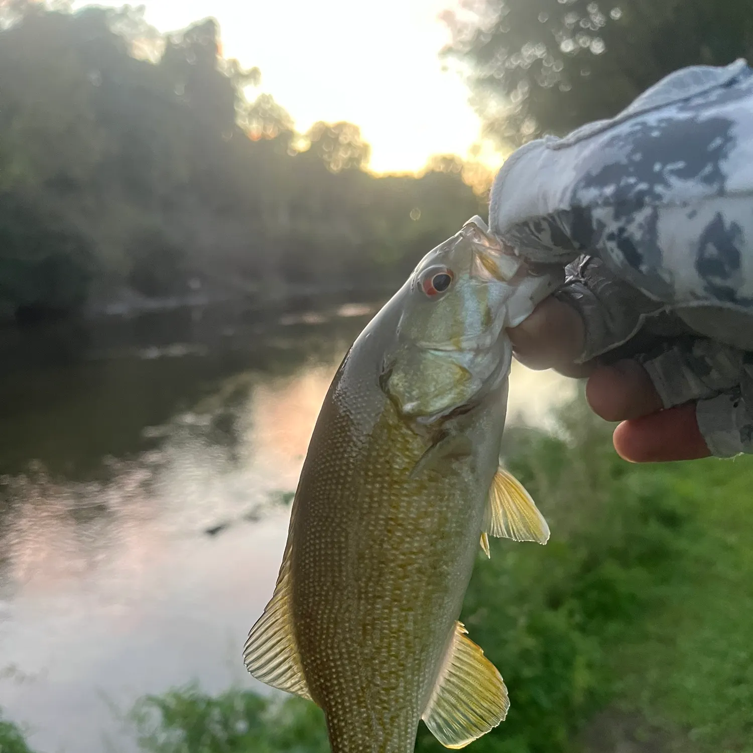 Smallmouth bass caught on Fishbrain