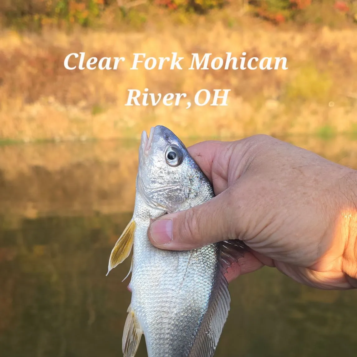 Freshwater drum caught on Fishbrain