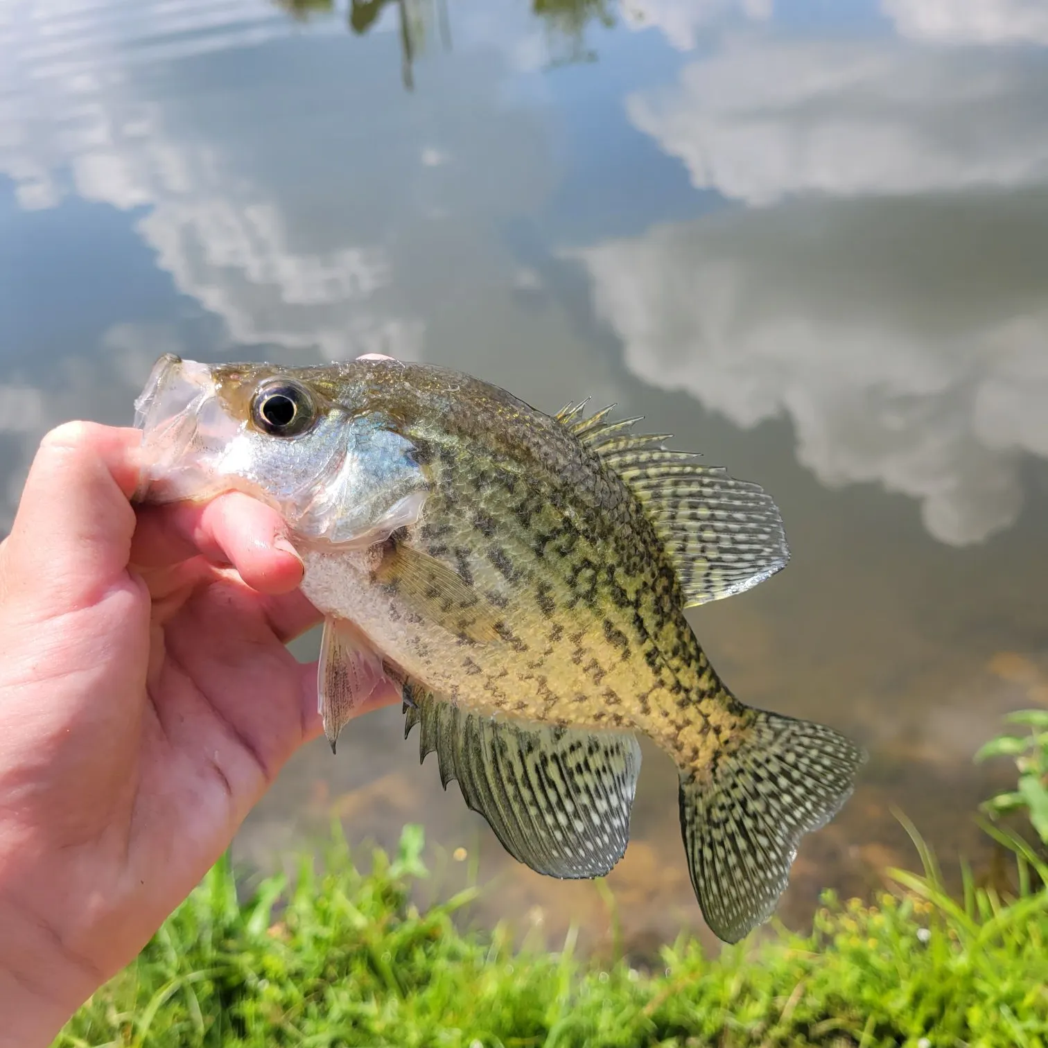 Black crappie caught on Fishbrain