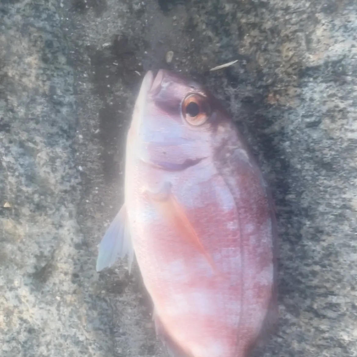Redbanded seabream caught on Fishbrain