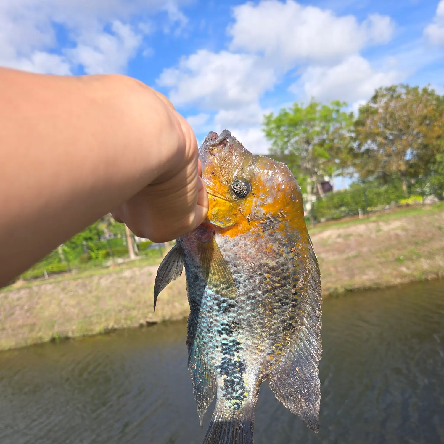 The most recent Redhead cichlid catches on Fishbrain
