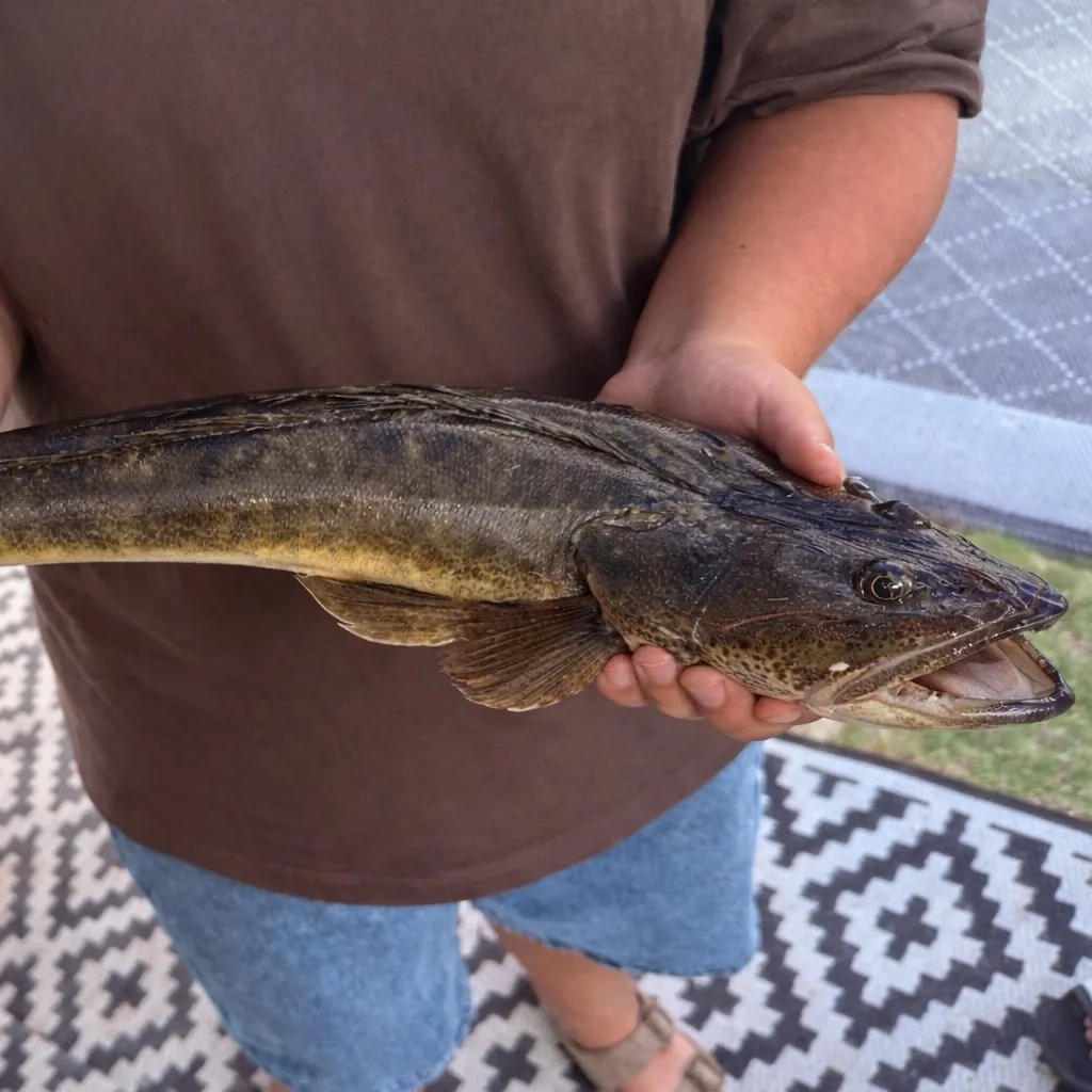 The most recent Dusky flathead catches on Fishbrain