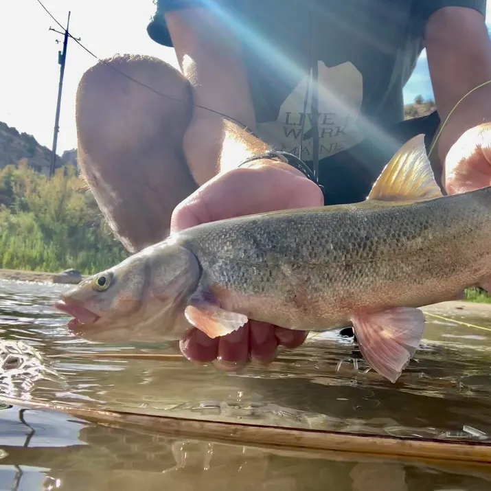 The most recent Roundtail chub catches on Fishbrain