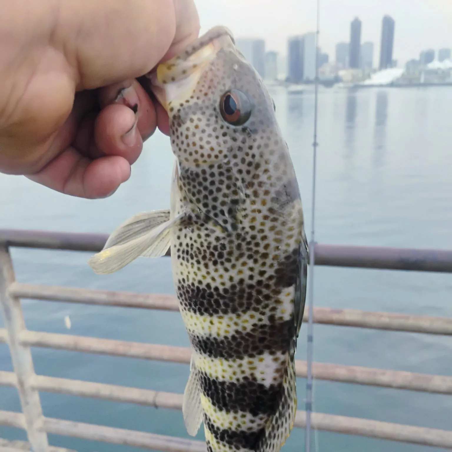 The most recent Orange-spotted grouper catches on Fishbrain