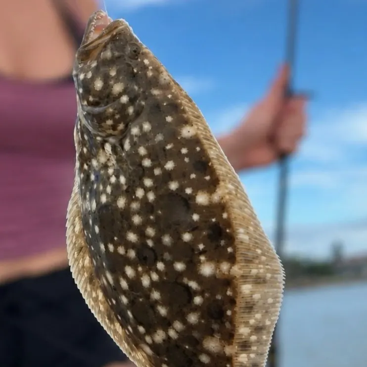 Southern flounder caught on Fishbrain