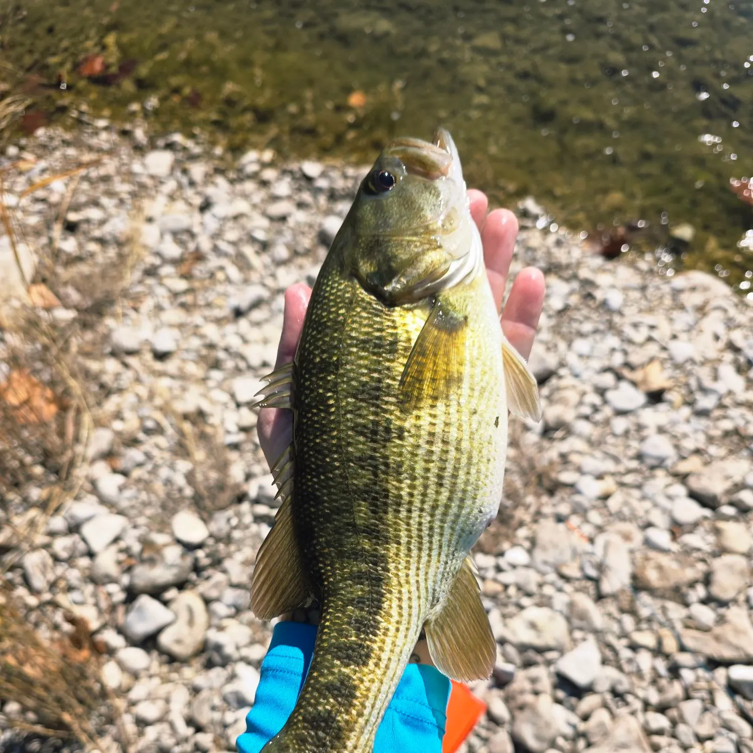 The most recent Guadalupe bass catches on Fishbrain