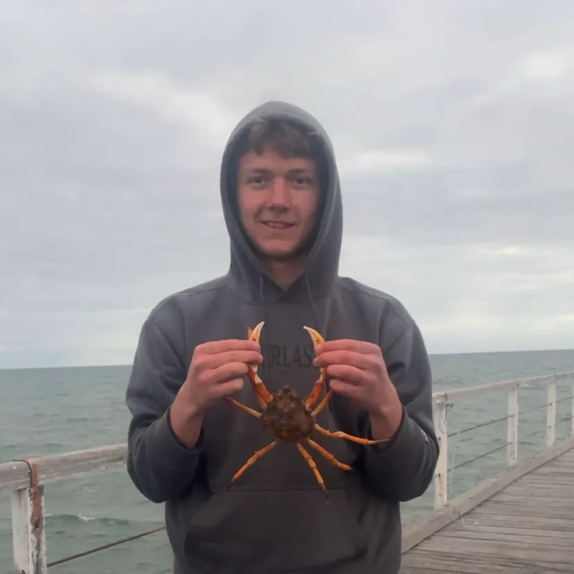 European spider crab caught on Fishbrain