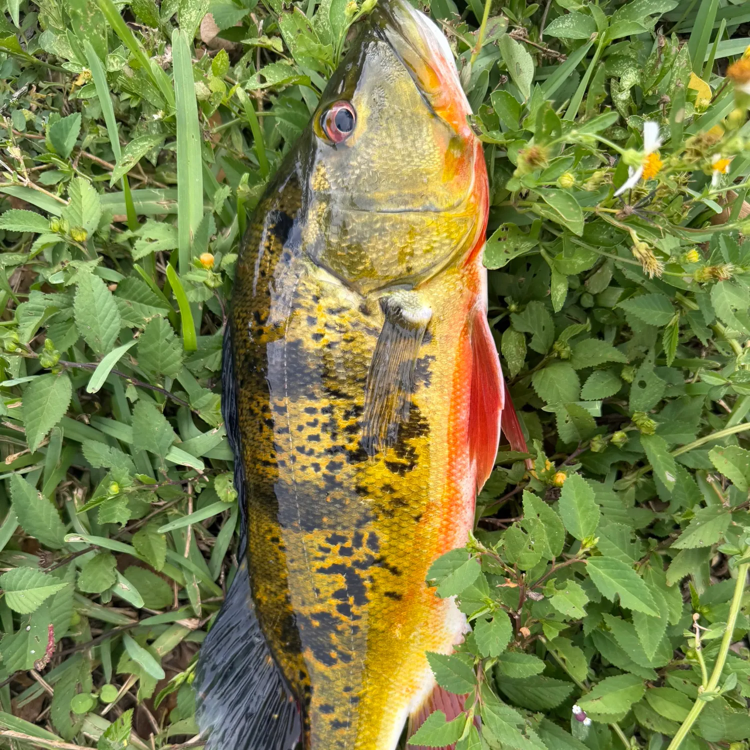 Butterfly peacock bass caught on Fishbrain