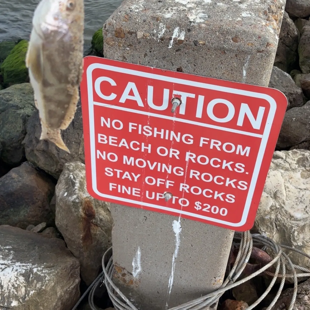 The most recent Atlantic croaker catches on Fishbrain