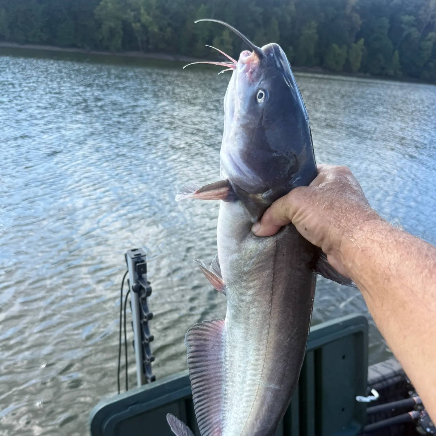 Blue catfish caught on Fishbrain