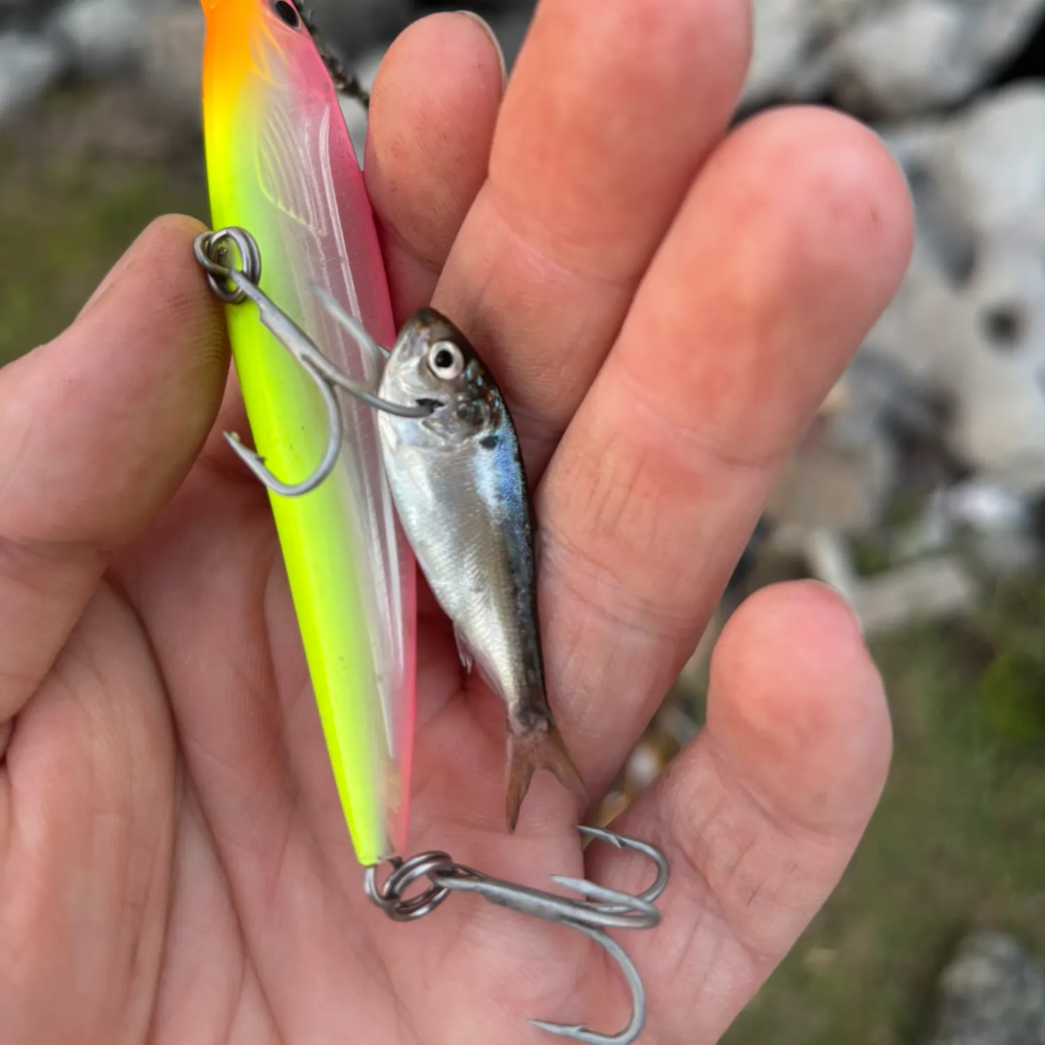 The most recent Atlantic menhaden catches on Fishbrain