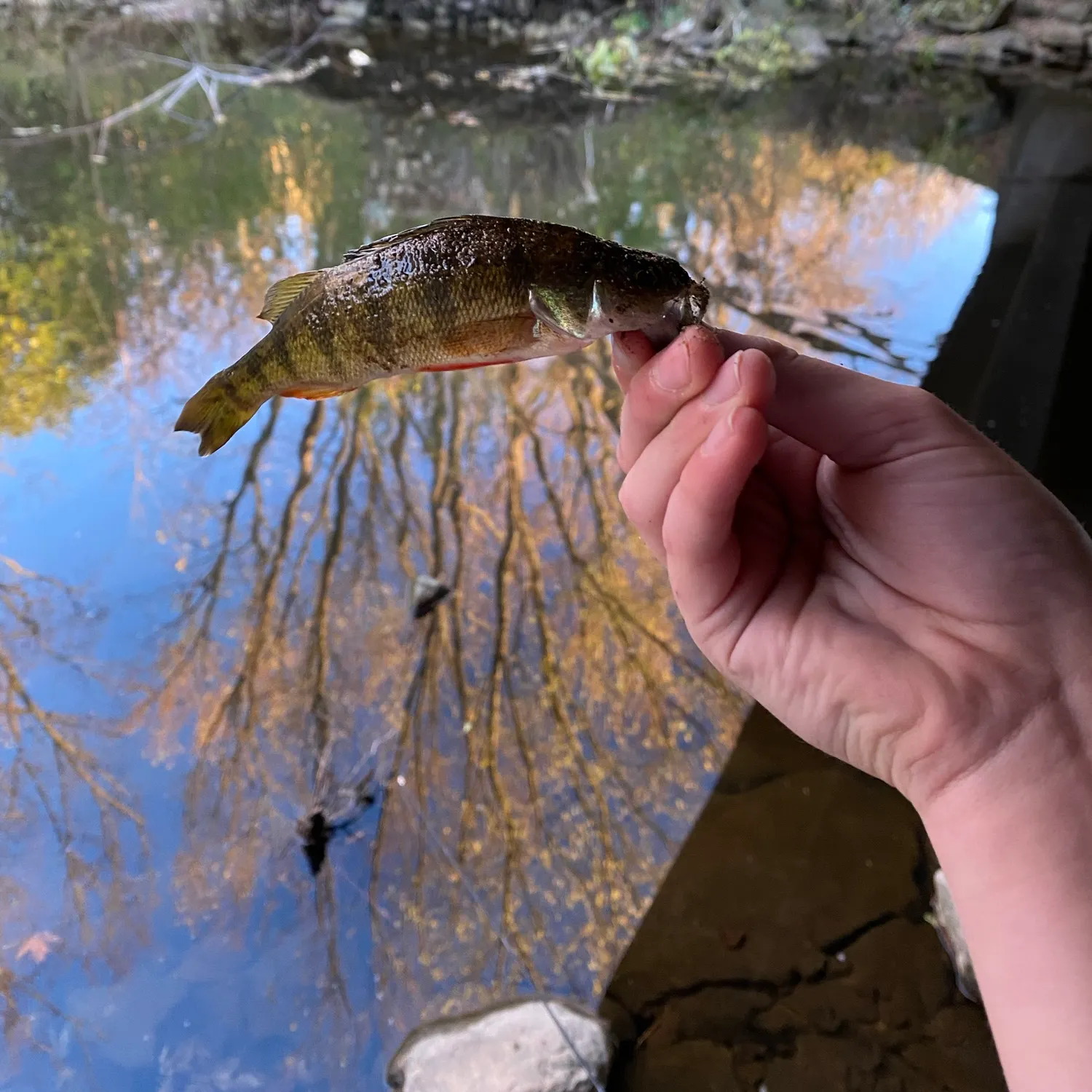 Yellow perch caught on Fishbrain