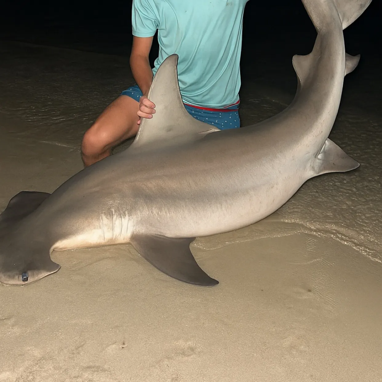 The most recent Scalloped hammerhead shark catches on Fishbrain