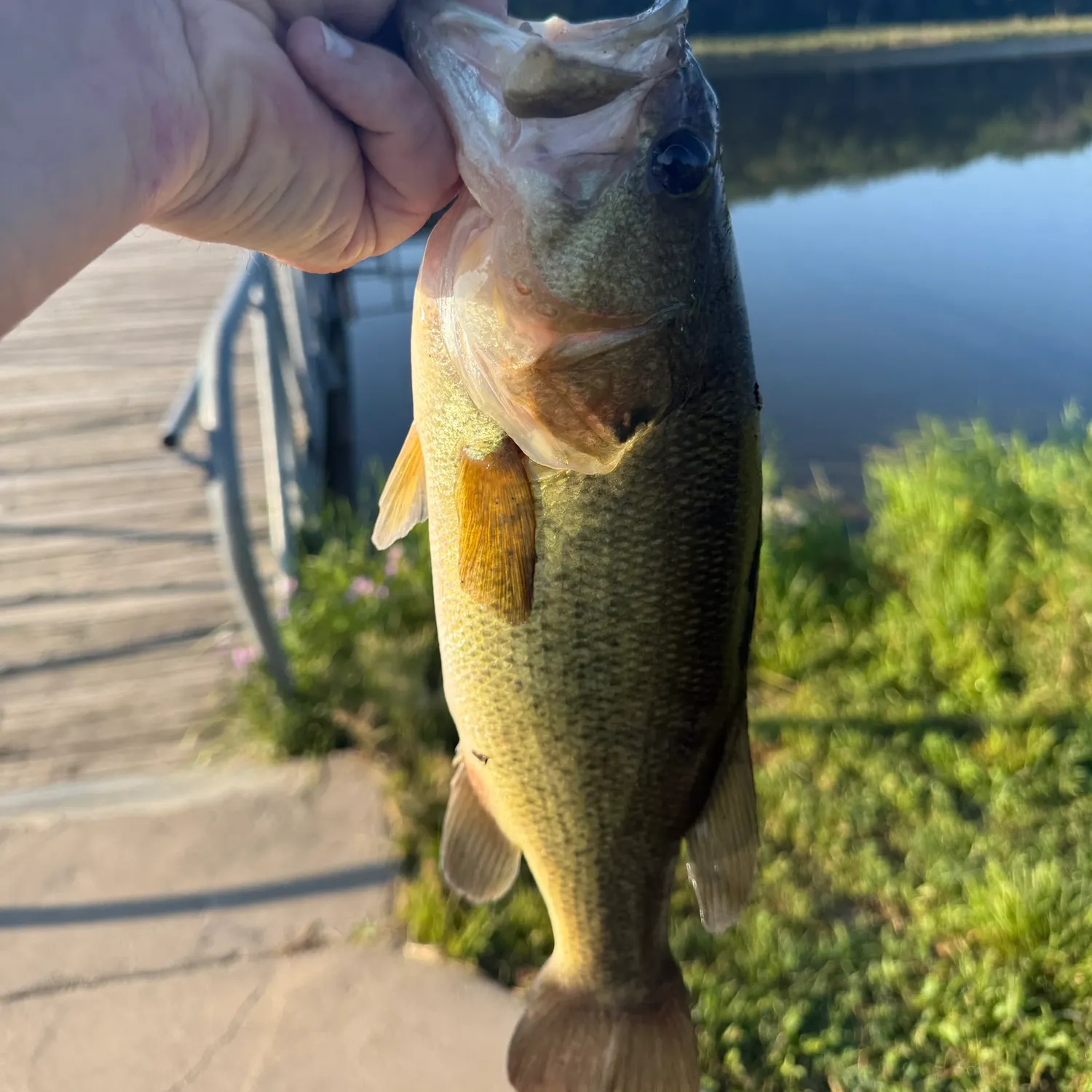 Largemouth bass caught on Fishbrain