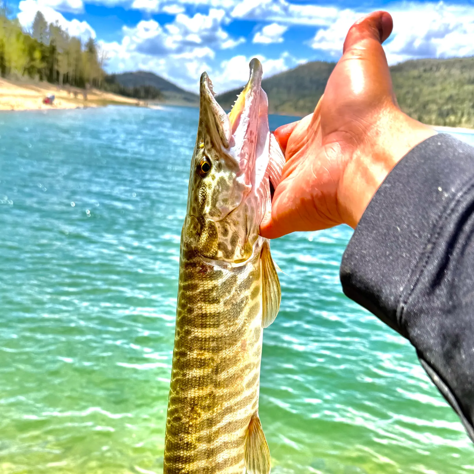 The most recent Tiger muskellunge catches on Fishbrain