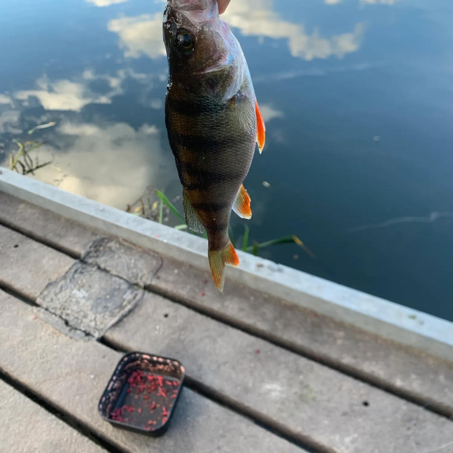 European perch caught on Fishbrain
