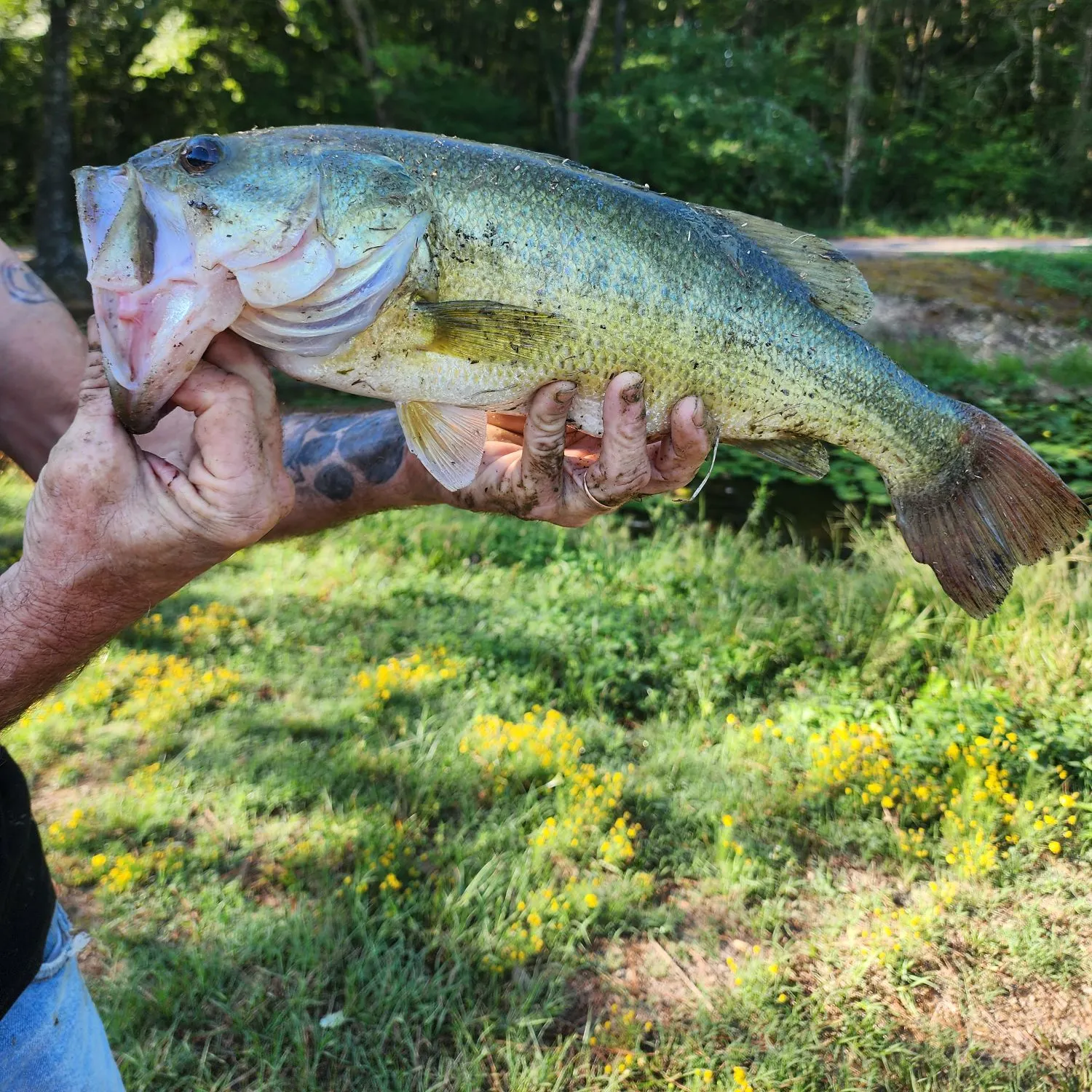 Largemouth bass caught on Fishbrain