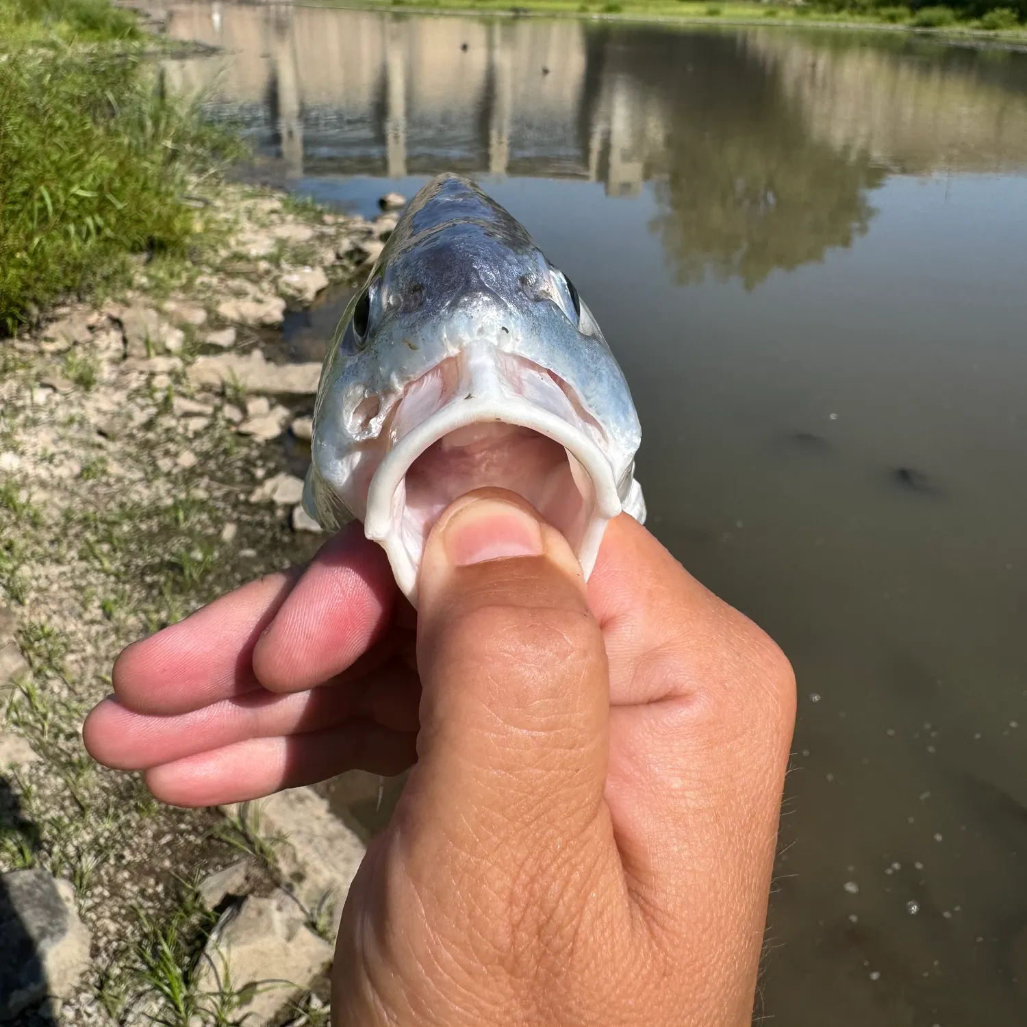 Freshwater drum caught on Fishbrain
