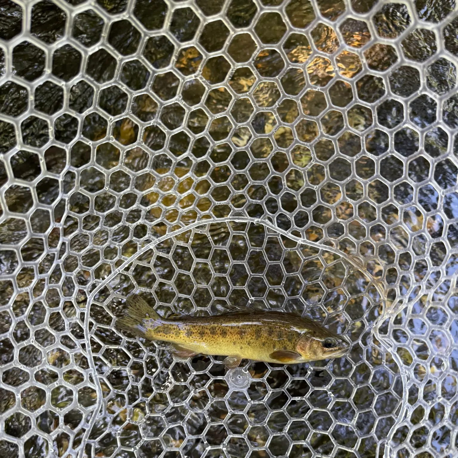 The most recent Gila trout catches on Fishbrain