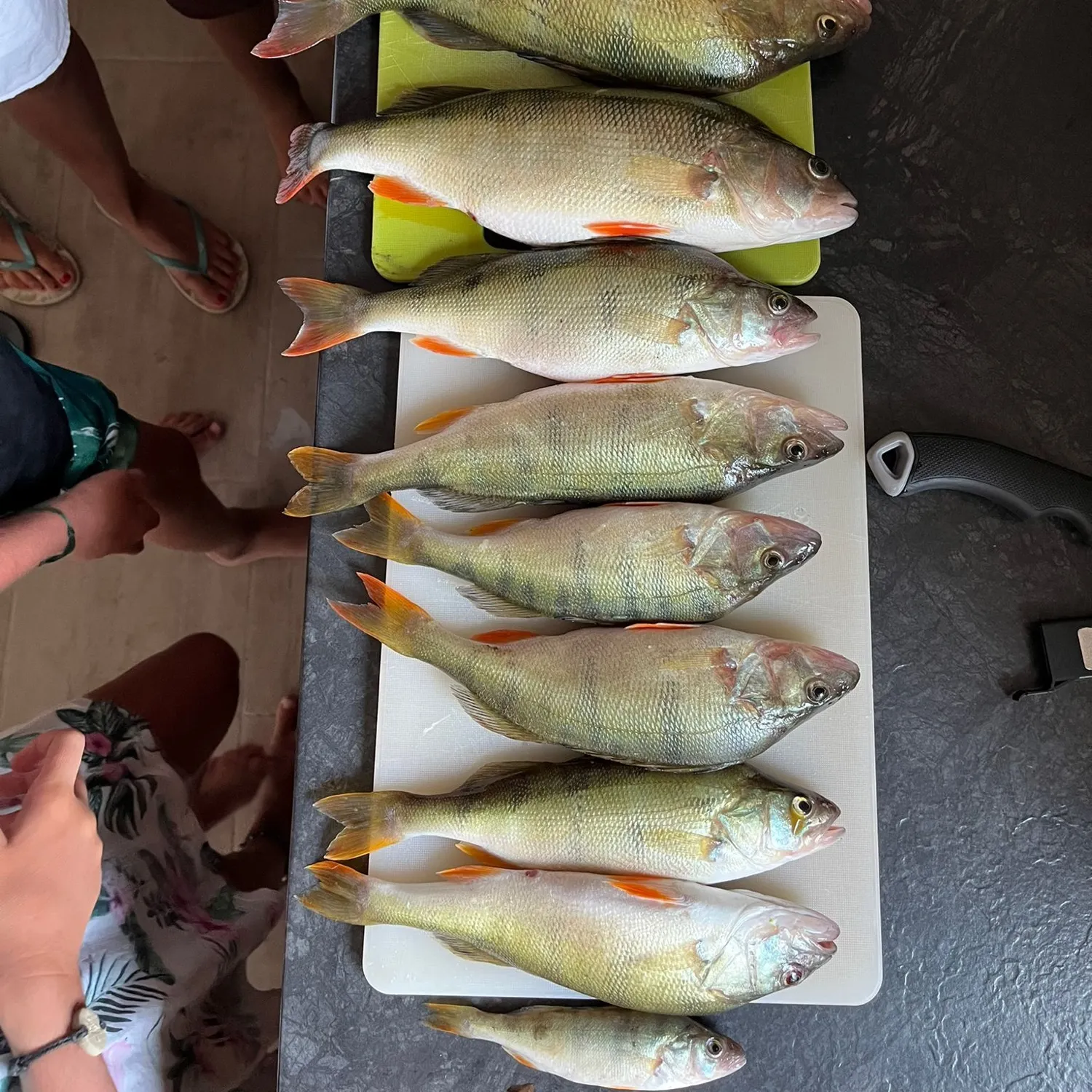 recently logged catches