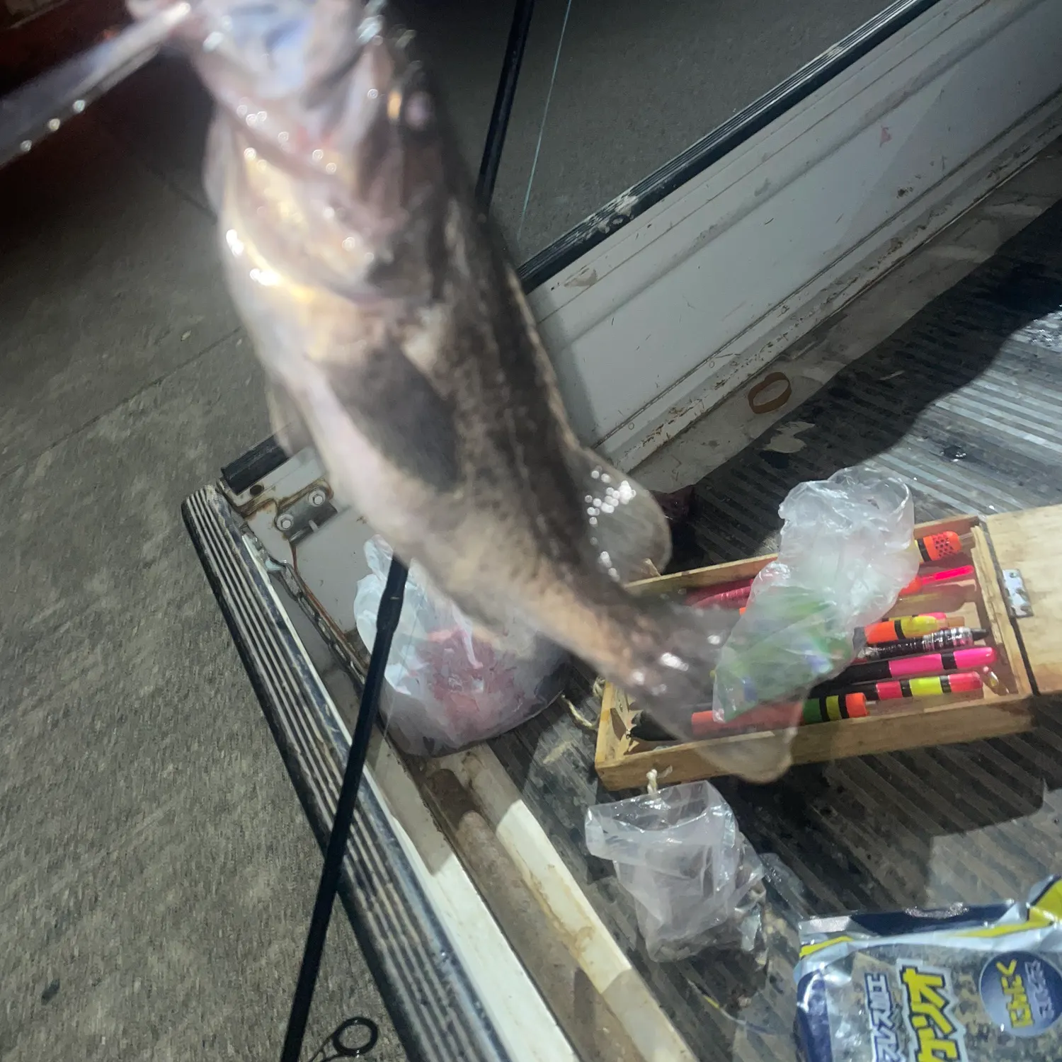 Japanese white seaperch caught on Fishbrain