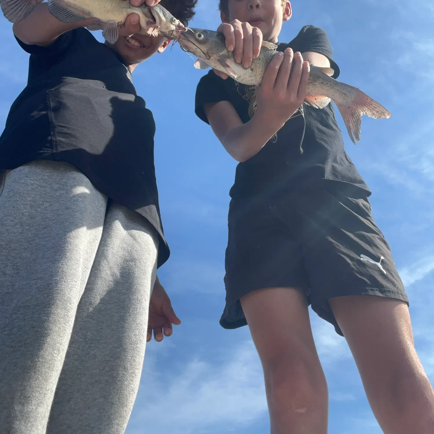 Channel catfish caught on Fishbrain