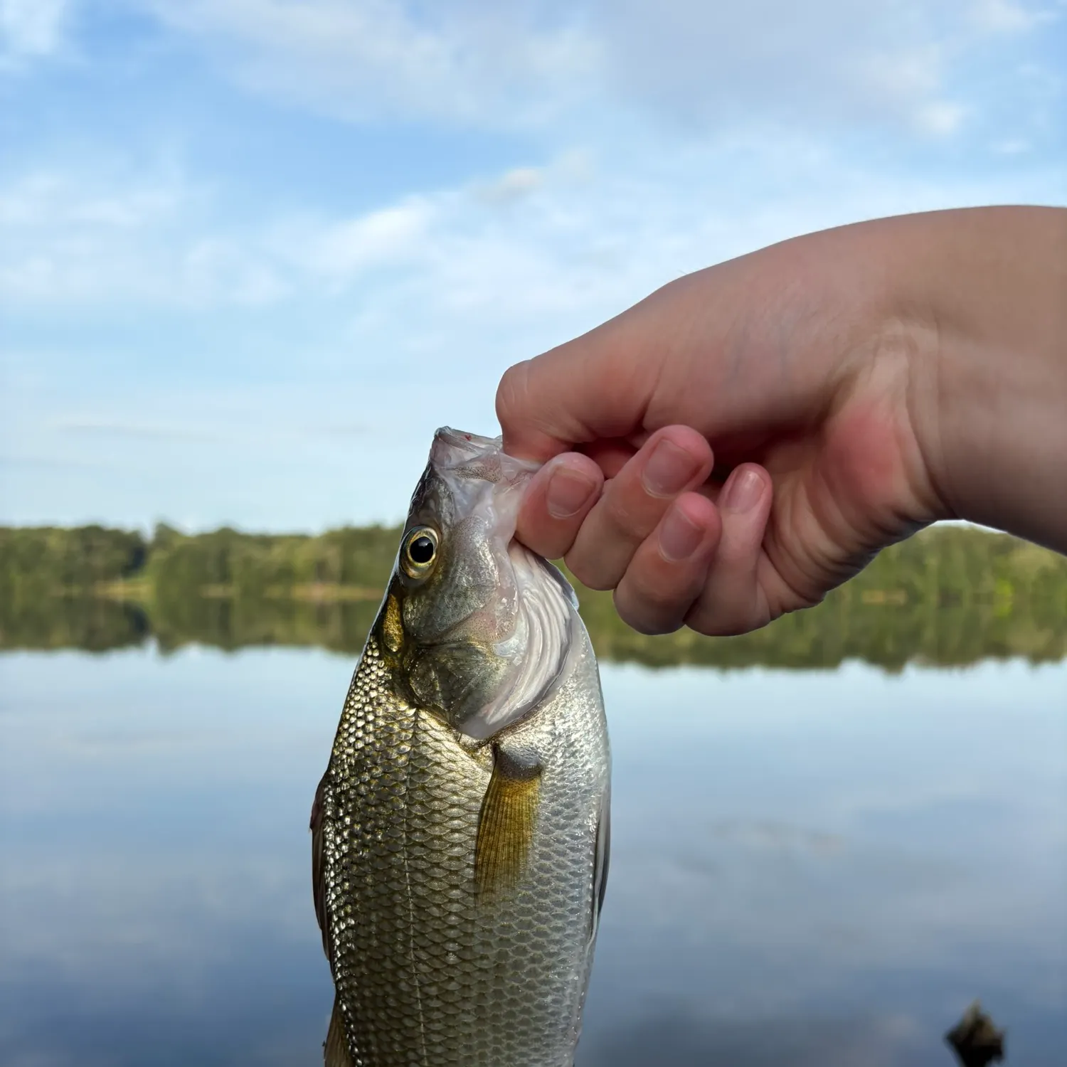 White perch caught on Fishbrain